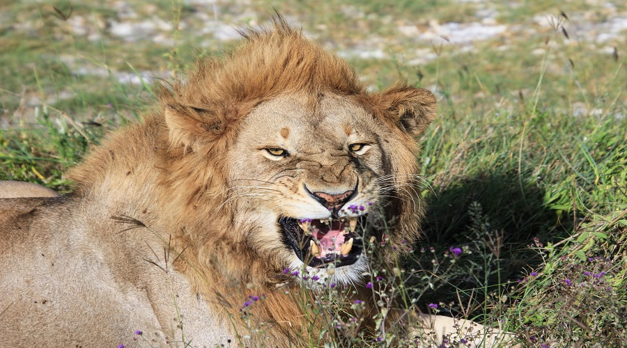 1 Day Tanzania Safari to Serengeti National Park 2026-2027 | Day Trip from Mwanza